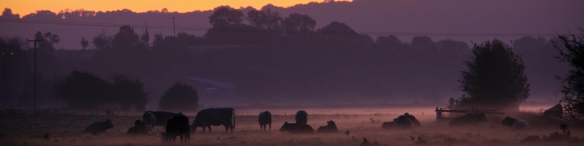 Cows grazing autumn morning, Somerset levels