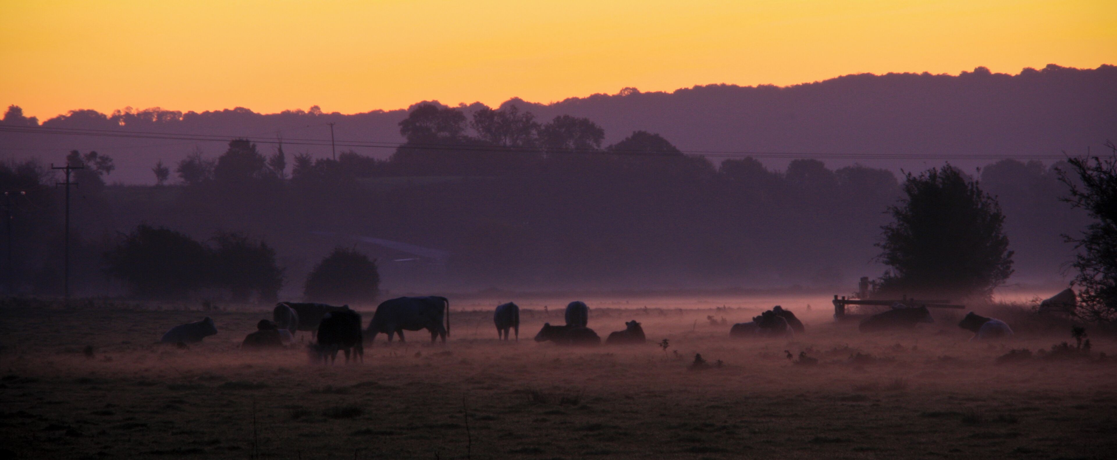 A misty field with cows grazing at sunrise.