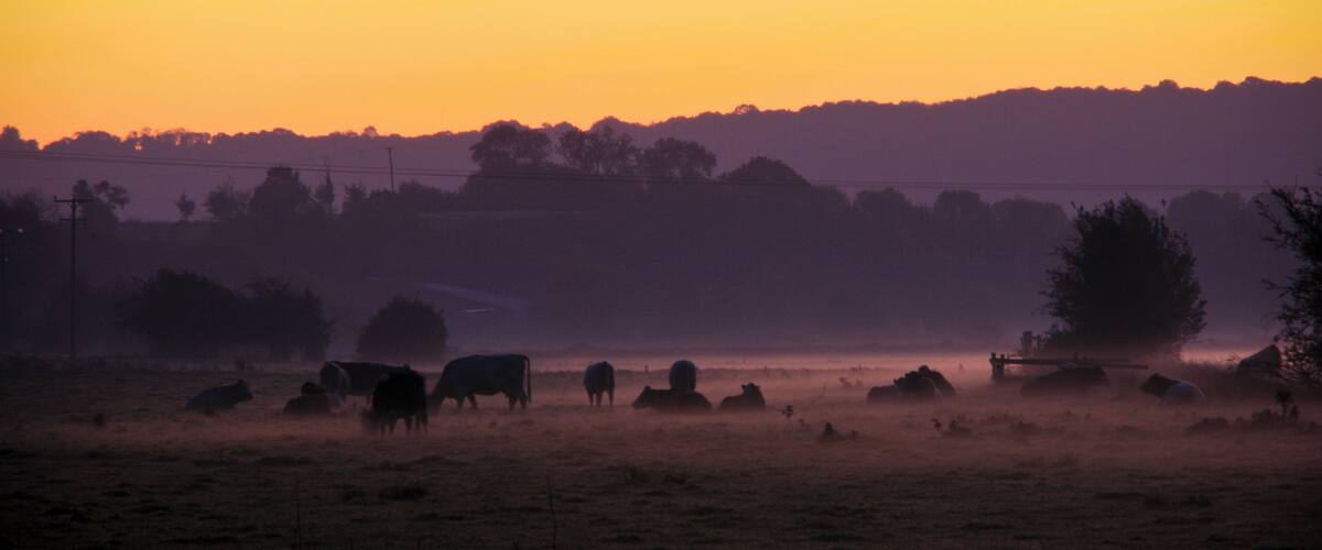 A misty field with cows grazing at sunrise.