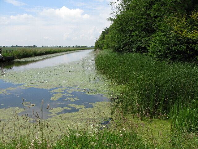 Un río tranquilo con vegetación verde y cielo despejado.