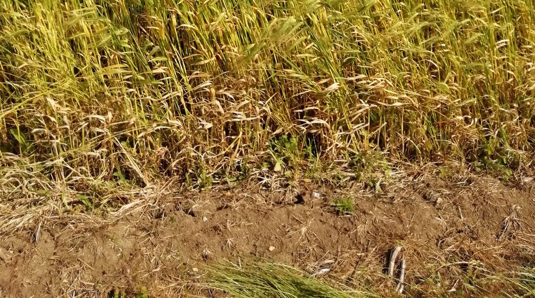 On the marsh footpath. Lower Walk Road to Burmarsh.