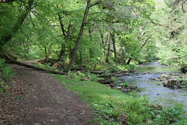 A forested area with a dirt path and a stream.