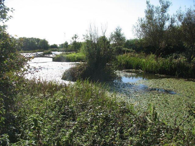 A natural wetland area with a small pond, dense vegetation, and a wooden bridge.