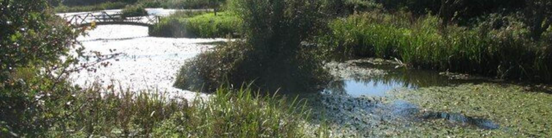 A natural wetland area with a small pond, dense vegetation, and a wooden bridge.