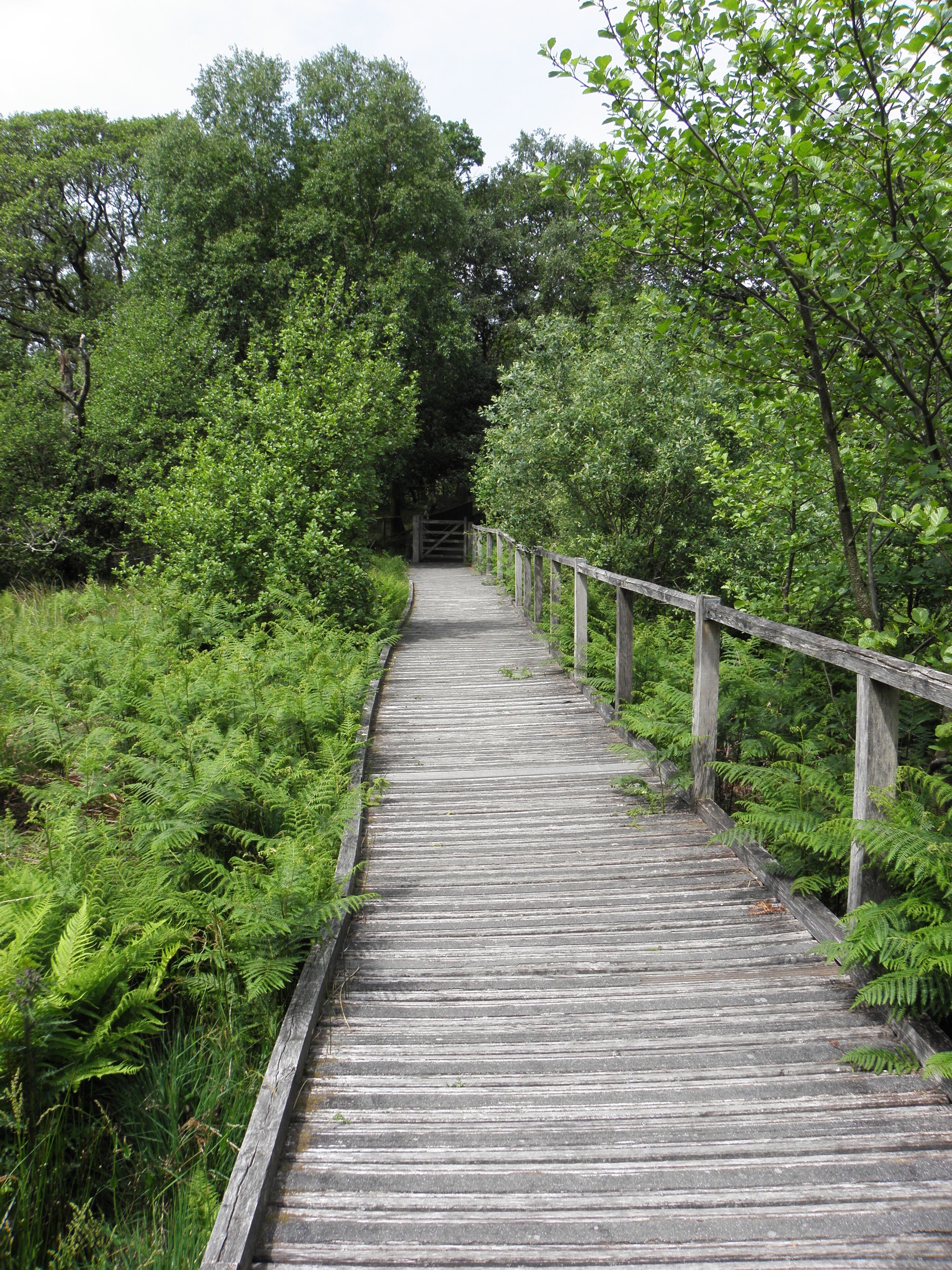 Boardwalk near Dolgoch Falls