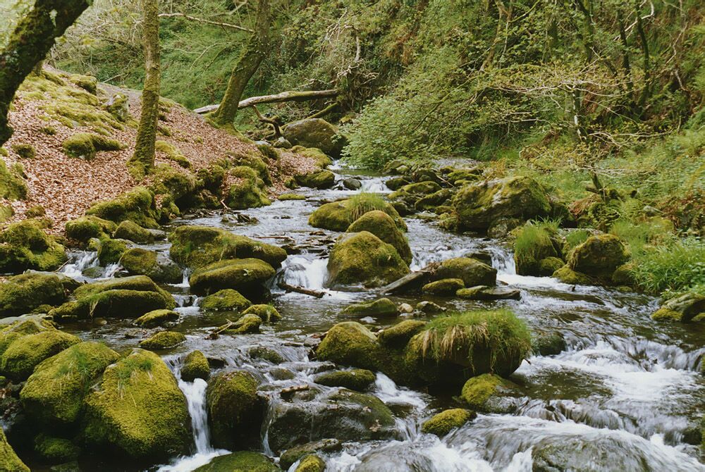 Stream south of Dolgoch This apparently unnamed stream is seen just before it meets the Nant Dolgoch.
