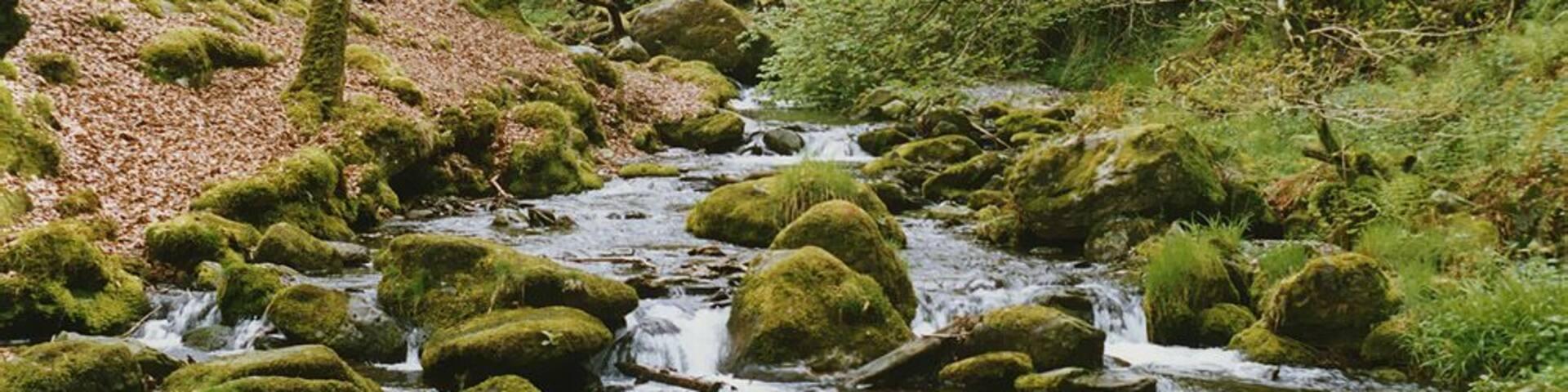 Stream south of Dolgoch This apparently unnamed stream is seen just before it meets the Nant Dolgoch.