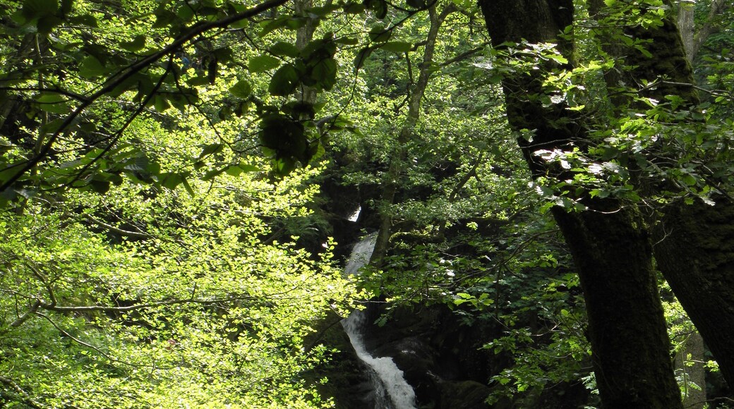 Dolgoch Falls