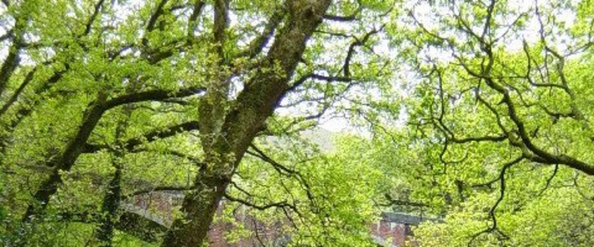 Viaduct over Nant Dol-goch. This viaduct carries trains on the Tal-y-llyn line over the Nant Dol-goch. It lies between Brynglas and Dolgoch stations.