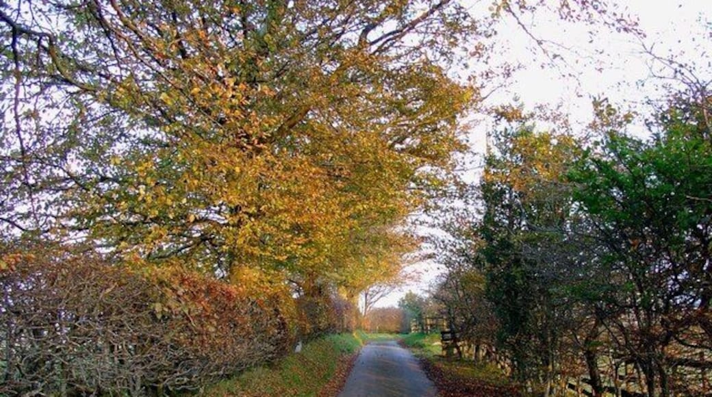 Lane near Pen-bryn, Blaenpennal