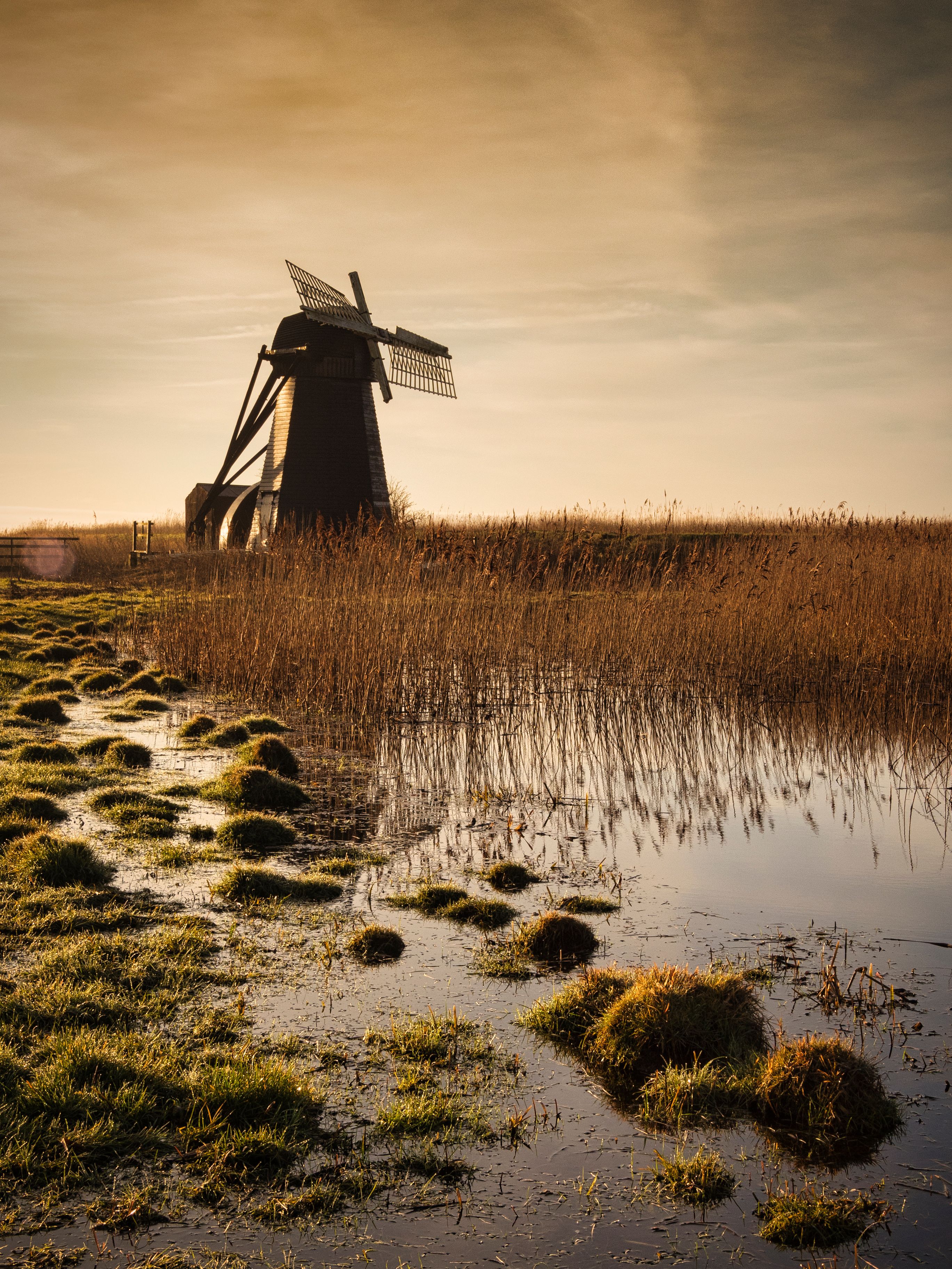 A windmill in a field with tall grasses and a body of water reflecting the structure.