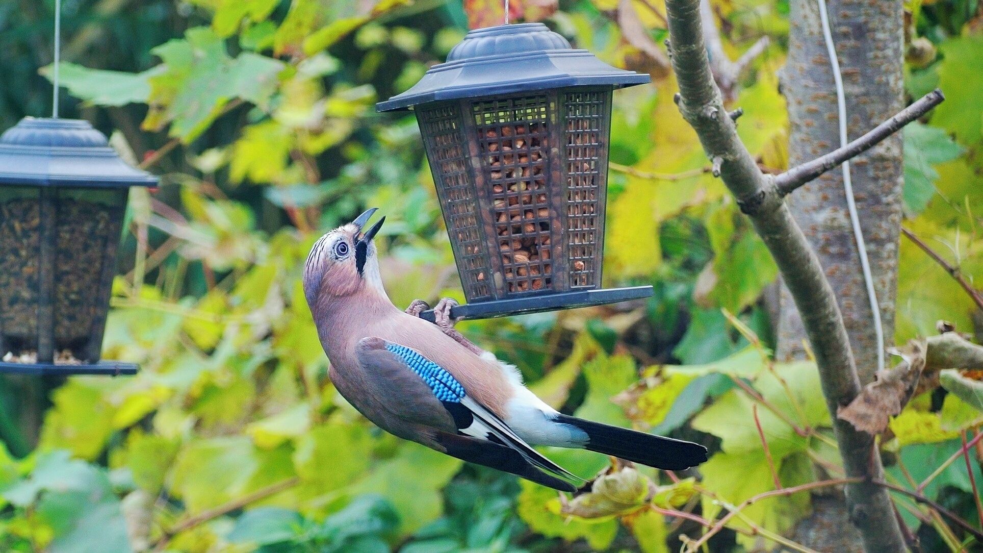 This shot was taken through my conservatory windows so its not as crisp as it could be. I wondered if the jays would be around much this year as there has been a bumper acorn crop. This jay was stuffing itself on peanuts - I have modified the feeder with a few larger holes which enables the jays to get at the nuts - without these holes they are not interested.