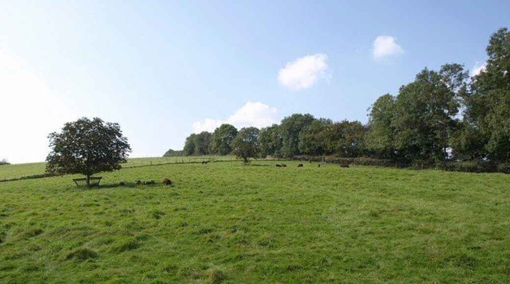 Field near Ambrook. The field is crossed by Broadhempston Footpath 7 as it climbs away from Ambrook. A line of mature trees runs along the far edge, while a couple of younger specimens in mid-field are protected from the sheep by guards.