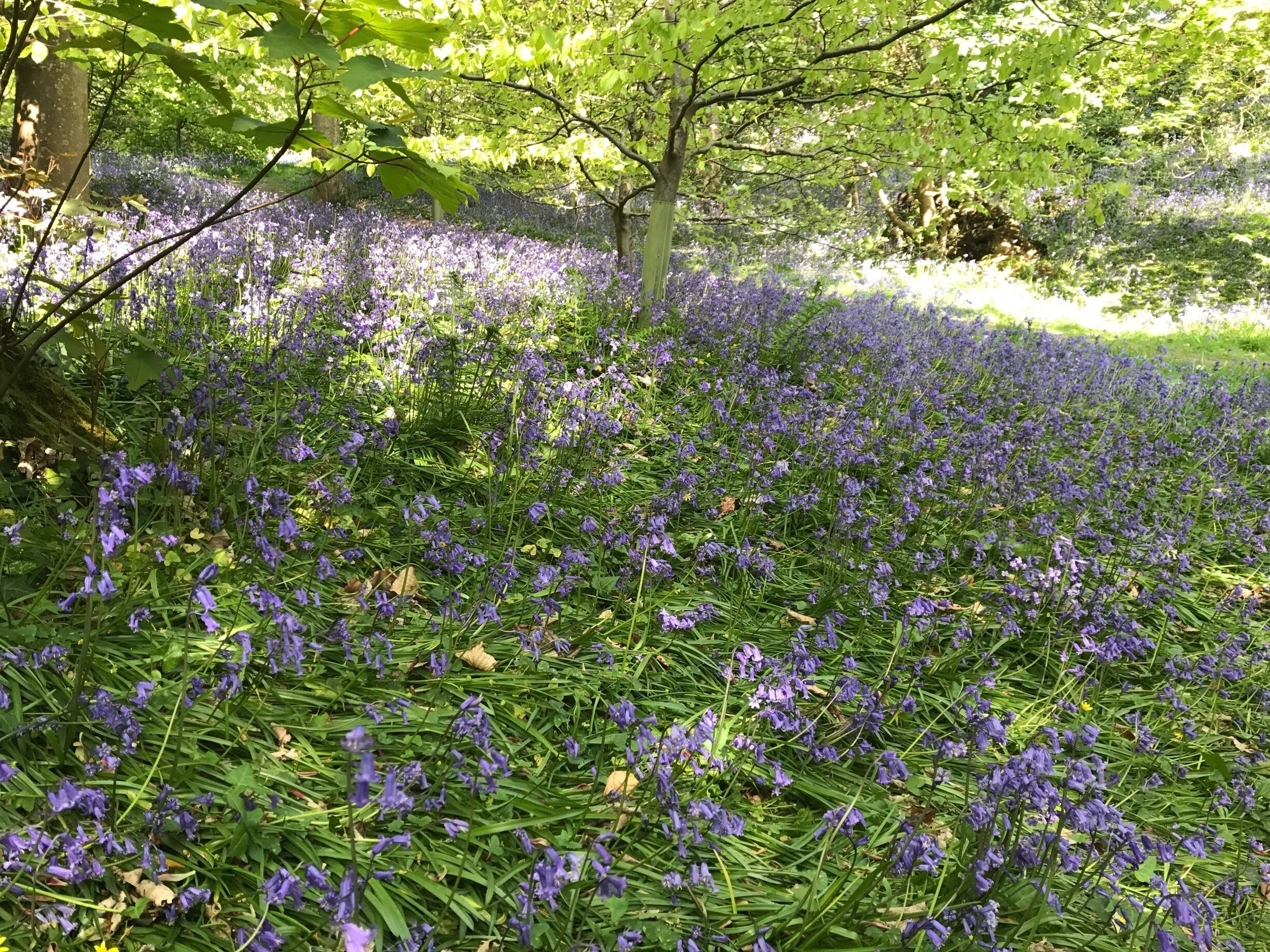 Bluebell wood in early May