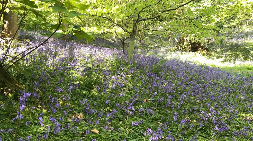 Bluebell wood in early May