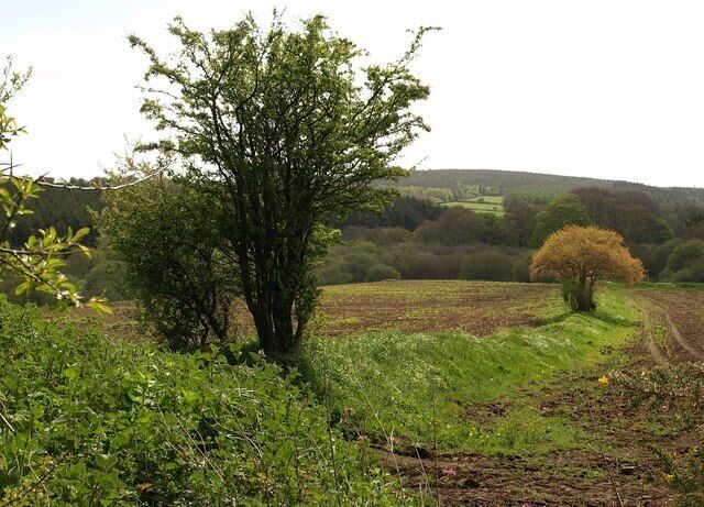 Field boundary near Blackingstone. A gentle low bank suffices as a field boundary between these fields by the lane shown in 1291130.