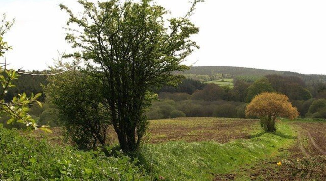 Field boundary near Blackingstone. A gentle low bank suffices as a field boundary between these fields by the lane shown in 1291130.