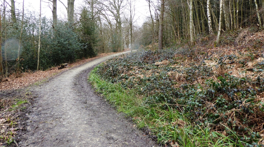 Brenchley Wood is a nature reserve south of Paddock Wood in Kent. It is managed by the Kent Wildlife Trust.
