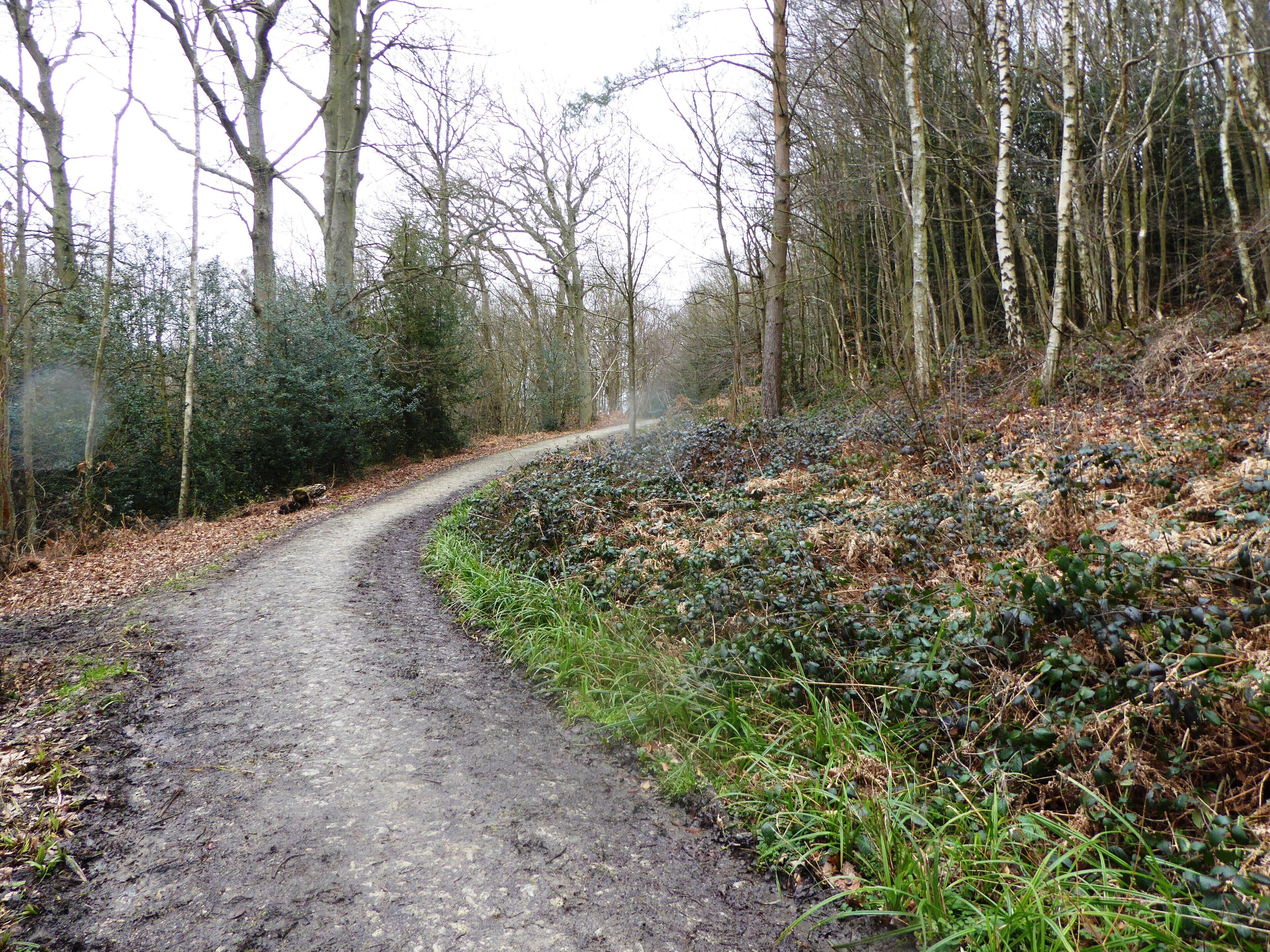 A narrow, winding dirt path through a forest with tall trees and dense underbrush.