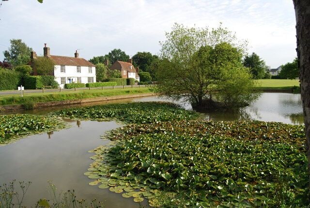 A pond with lily pads, a tree, and a white house in the background.