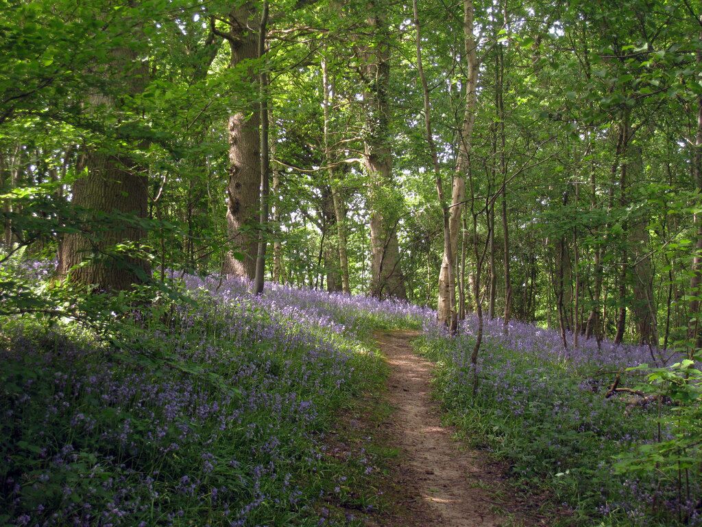 Flowering Hyacinthoides non-scripta, Bluebell Wood, near to Matfield, Kent, Great Britain. On High Weald Landscape Trail footpath off Bramble Reed Lane.