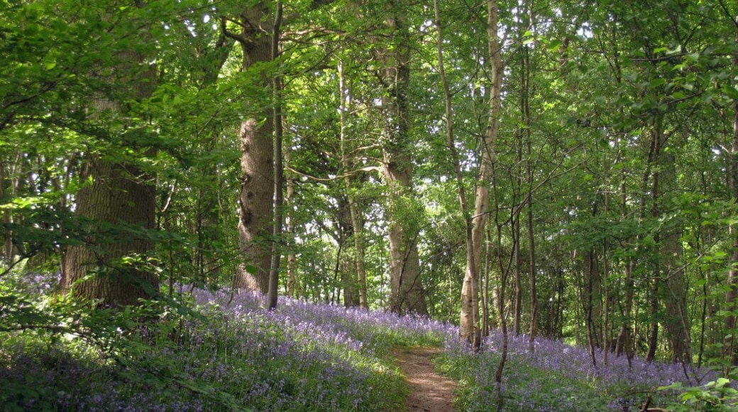 Flowering Hyacinthoides non-scripta, Bluebell Wood, near to Matfield, Kent, Great Britain. On High Weald Landscape Trail footpath off Bramble Reed Lane.
