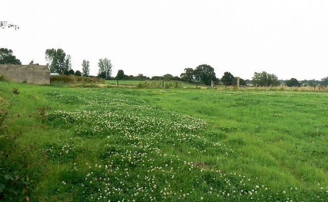 A grassy field with scattered white flowers and a stone wall in the background.