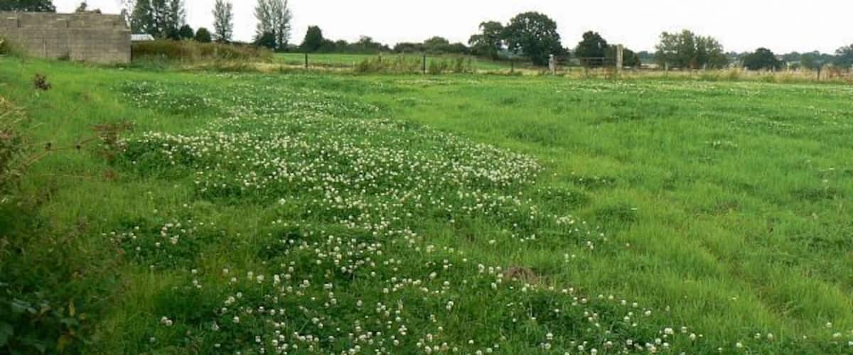 A grassy field with scattered white flowers and a stone wall in the background.