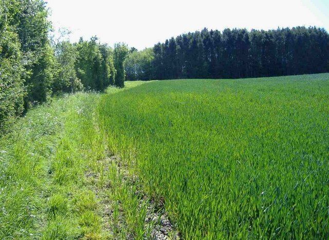 Field at Siderow Farm