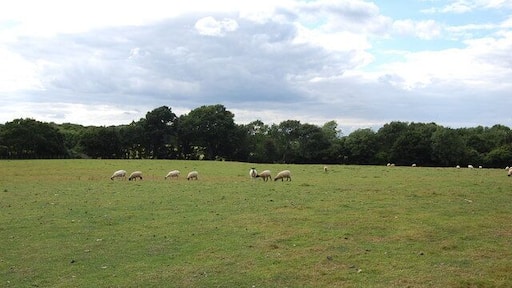 Sheep in field off Doleham Lane