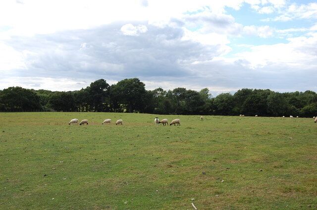 A grassy field with sheep grazing, trees in the background, and a cloudy sky.