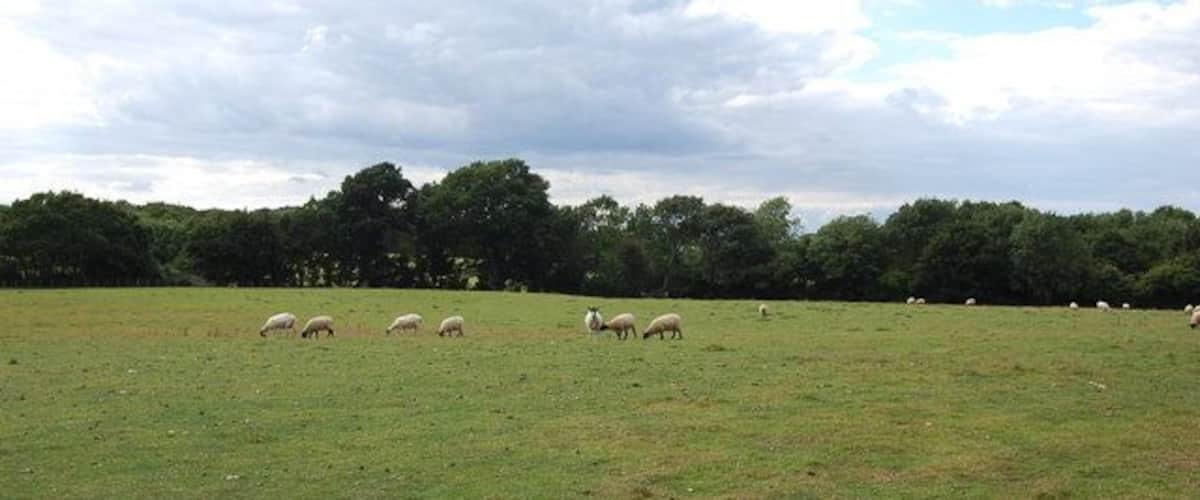 A grassy field with sheep grazing, trees in the background, and a cloudy sky.