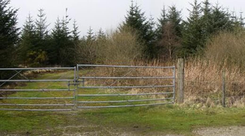 Forestry Looking NE up the road. The track on the left is at SN 521 287.