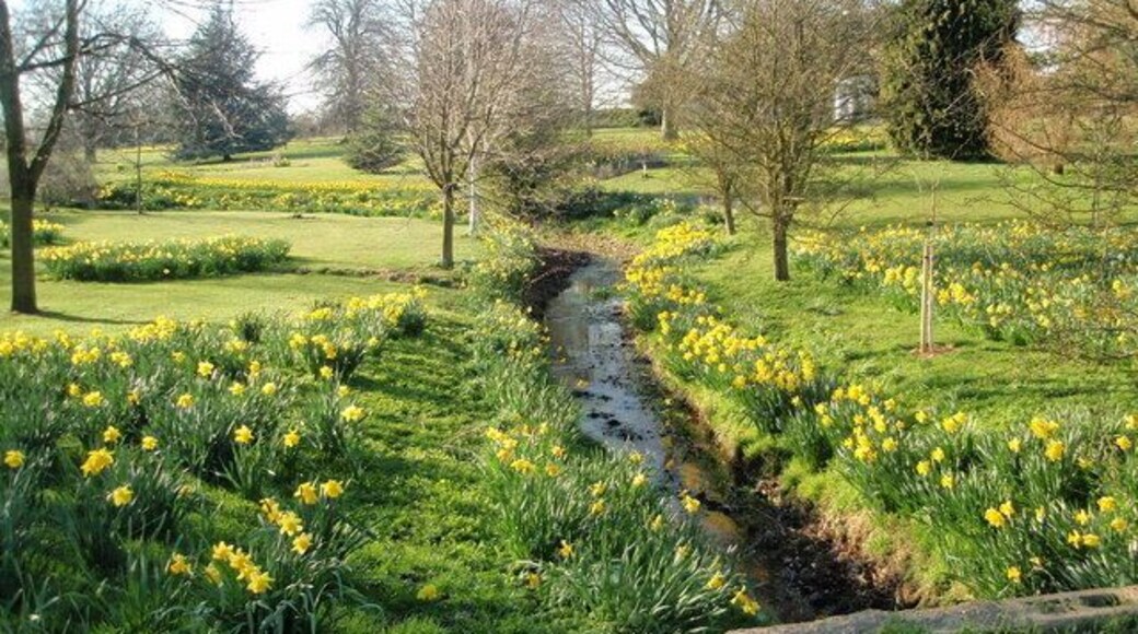 Spring flowers by the brook