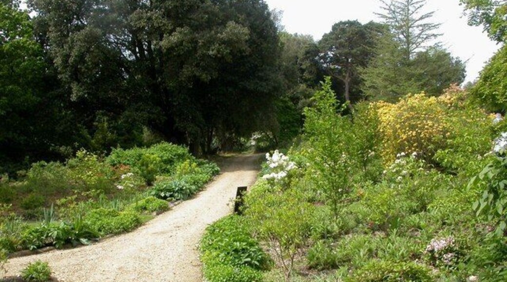 Azalea garden — at Hinton Admiral house. Planted in the last few years, and still to mature. In the background, a very large holm oak. The gardens are open to the public on three days a year. Link: Azalea garden — Hinton Admiral house.