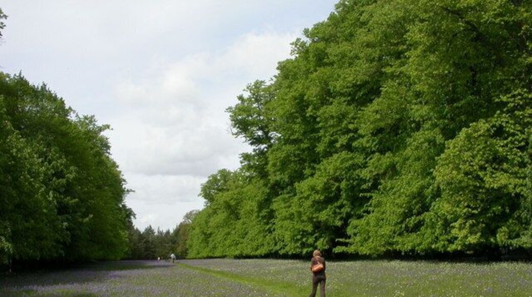 Hinton Admiral, Avenue. Avenue of mature lime trees leading to Hinton Admiral from the West; planted out with bluebells 1295372. http://www.hintonadmiral.myzen.co.uk/index.html