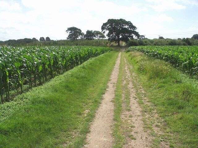 Public Path through the Sweet Corn Another part of rural Hampshire, north of the railway.