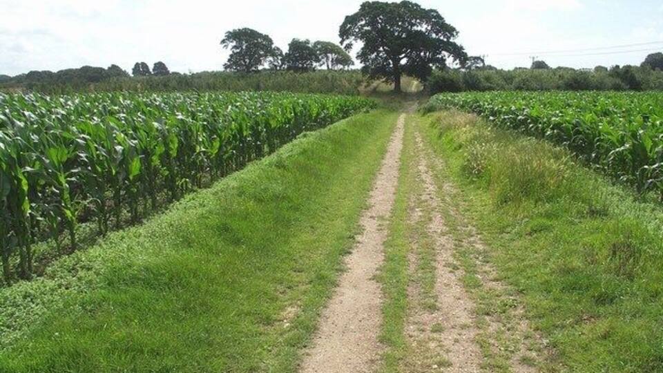 A dirt path through a cornfield with a large tree in the distance.