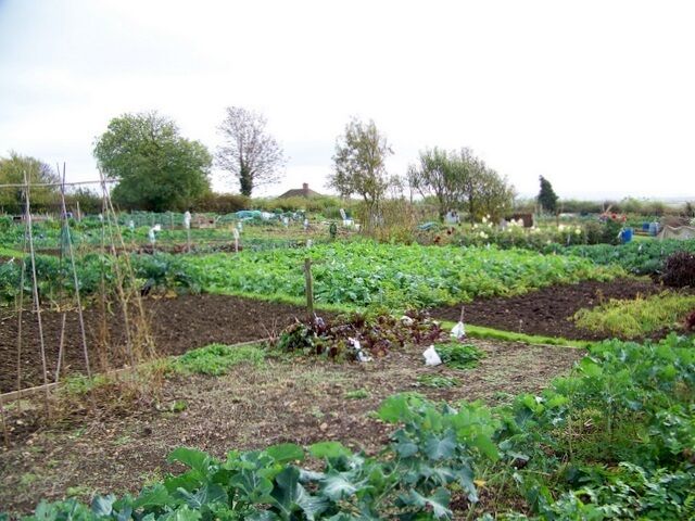 Allotments, Bradford Abbas Allotments are small parcels of land rented to individuals usually for the purpose of growing food crops. There is no set standard size but the most common plot is 10 rods, an ancient measurement equivalent to 302 square yards or 253 square metres. The land itself is often owned by local government (parish or town councils) or self managed and owned by the allotment holders through an association. Some allotments are owned by the Church of England. The history of allotments can be said to go back over a thousand years to when the Saxons would clear a field from woodland which would be held in common. Following the Norman conquest, land ownership became more concentrated in the hands of the manorial lords, monasteries and church. The reformation in the 1540s confiscated much of the church lands but they were transferred via the crown to the lords. In the late 1500s under Elizabeth I common lands used by the poor for growing food and keeping animals began to be enclosed dispossessing the poor. In compensation allotments of land were attached to tenant cottages. This is the first mention of allotments. The modern notion of an allotment came into being during the Nineteenth Century. A lot of people from the country went to work and live in towns; there was a lot of poverty, and what the Victorians called "degeneracy" amongst the working classes.