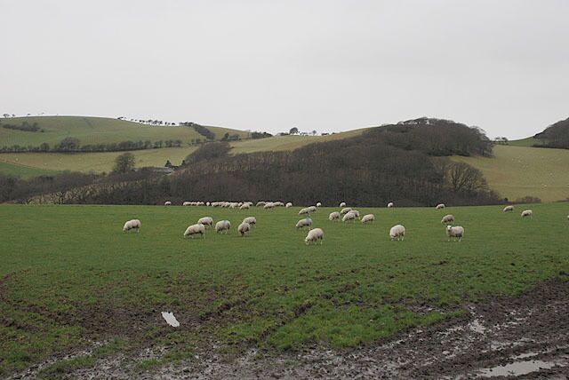 Winter grazing south of the Afon Leri
