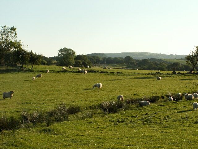 Fields near Cynull Mawr. Sheep pasture, with stream in the middle. Looking west.
