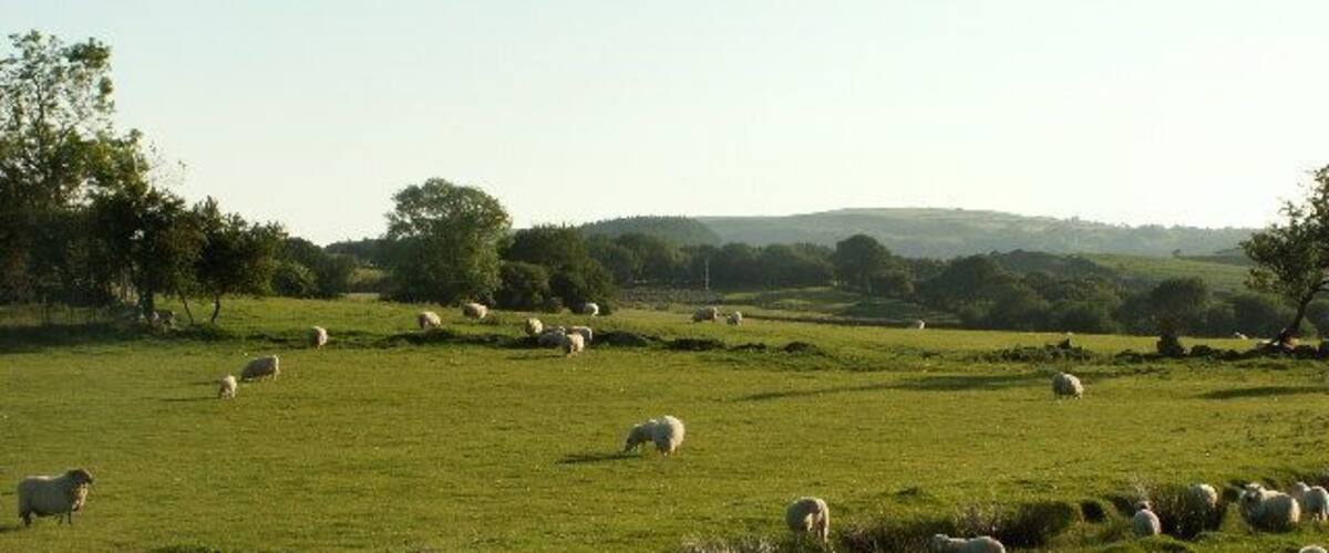 Fields near Cynull Mawr. Sheep pasture, with stream in the middle. Looking west.