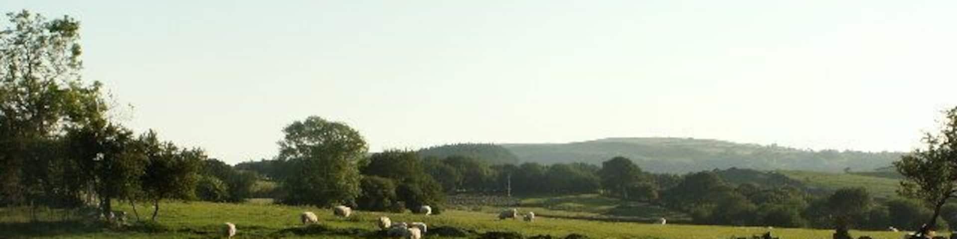 Fields near Cynull Mawr. Sheep pasture, with stream in the middle. Looking west.