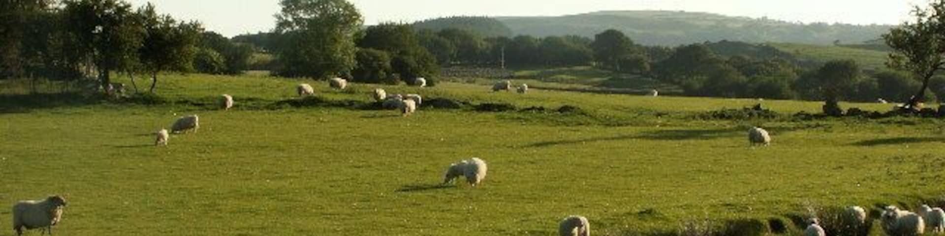 Fields near Cynull Mawr. Sheep pasture, with stream in the middle. Looking west.