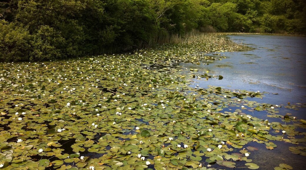 Bosherston Lakes, Bosherston, Pembrokeshire, Wales.
Beautiful walks around the lakes, especially when the lilies are in flower