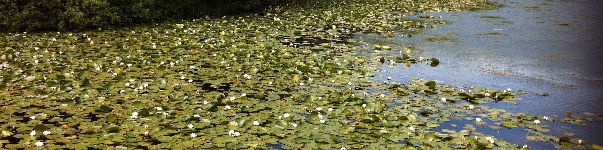 Bosherston Lakes, Bosherston, Pembrokeshire, Wales.
Beautiful walks around the lakes, especially when the lilies are in flower