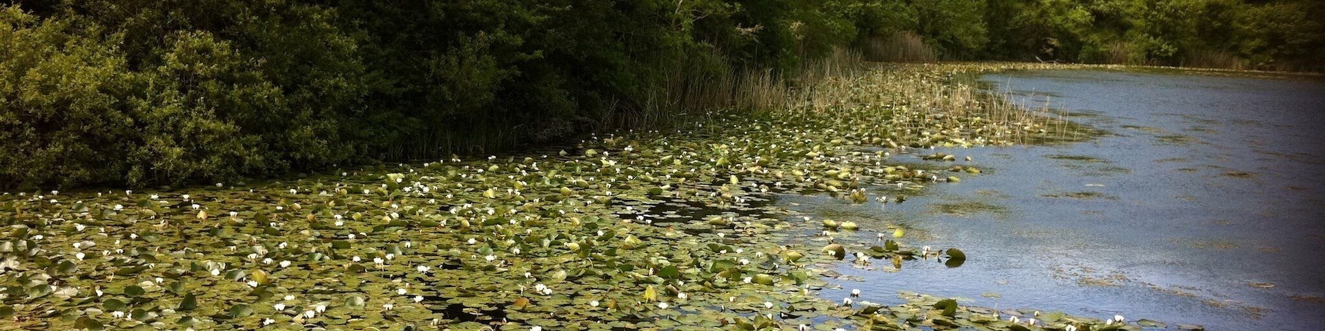 Bosherston Lakes, Bosherston, Pembrokeshire, Wales.
Beautiful walks around the lakes, especially when the lilies are in flower