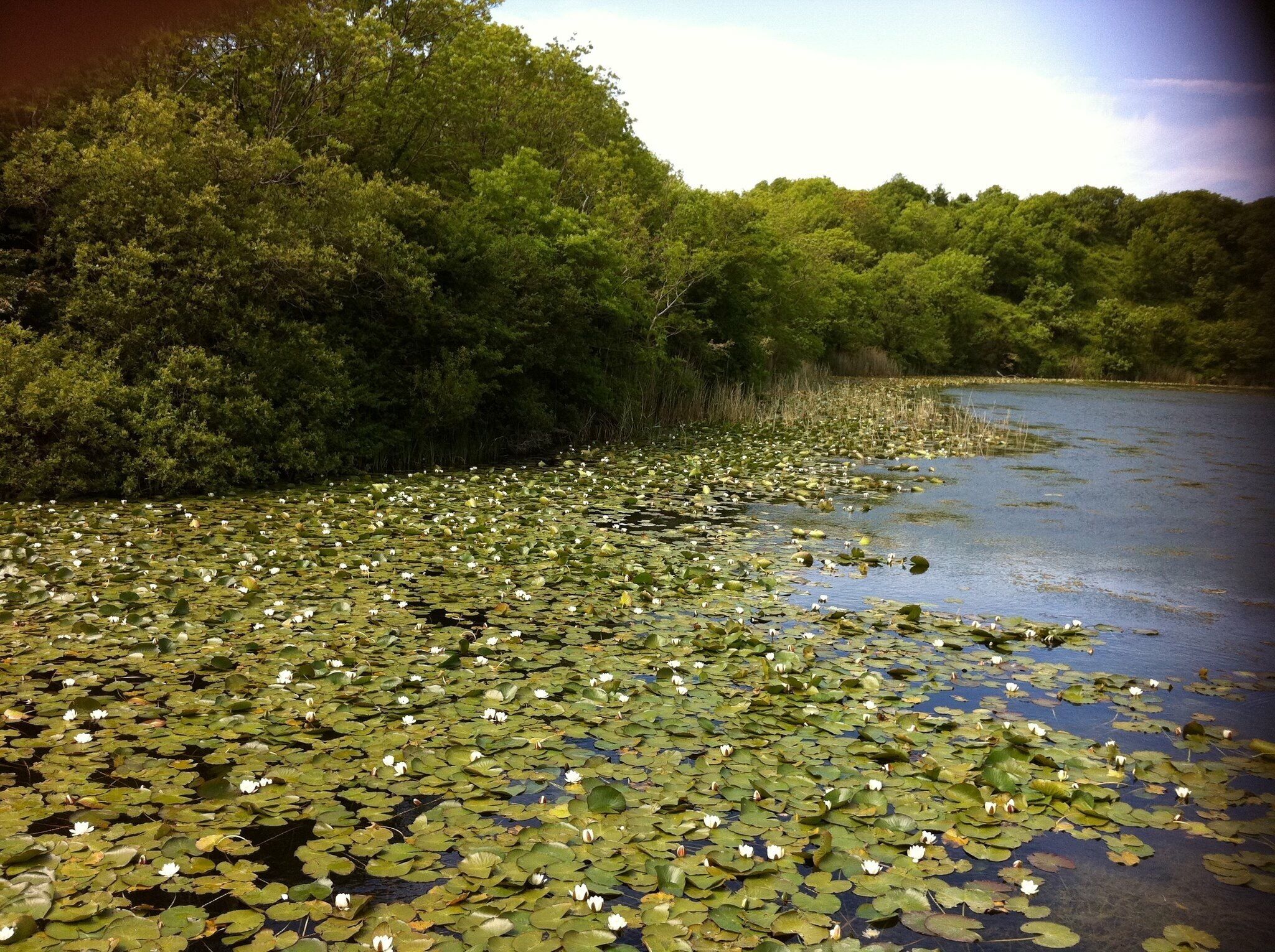 A pond covered with lily pads and surrounded by dense trees.