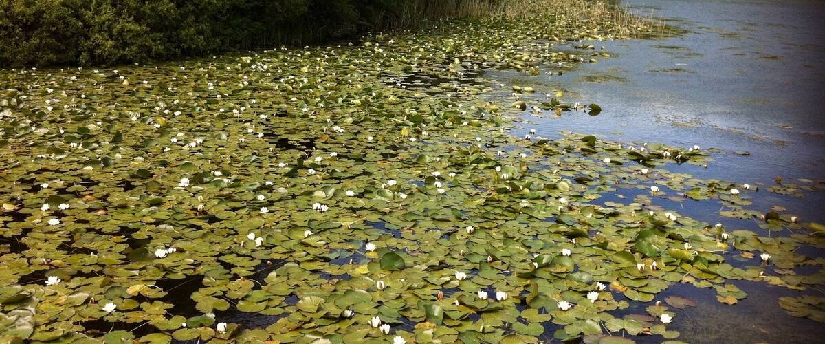 A pond covered with lily pads and surrounded by dense trees.
