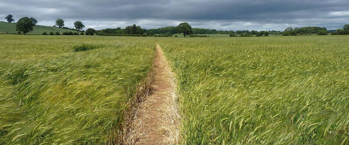 A field with a narrow path leading through it, surrounded by trees and hills under a cloudy sky.